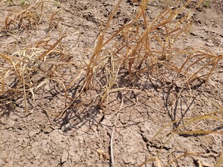 close up of soil
