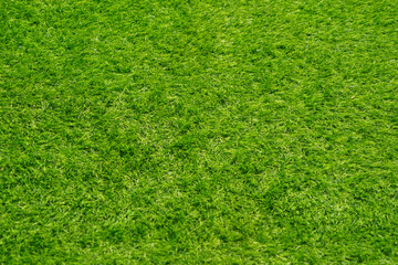 Bright Green Grass Blades Forming a Lush Natural Texture.