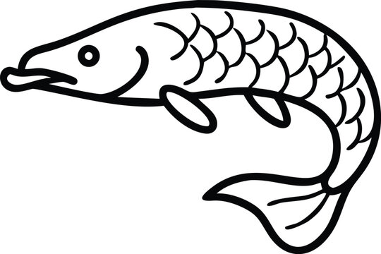 arapaima  line arts with white background