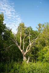 Majestic Old Tree with Weathered Trunk