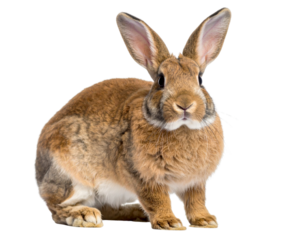 Brown Rabbit Profile with Head Tilted Slightly Upward, Looking Right, Transparent Background PNG