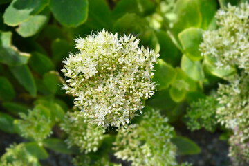 Ice plant white flowers - Latin name - Hylotelephium telephium Stardust
