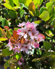 apple tree blossom