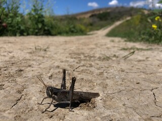 grasshopper on the ground