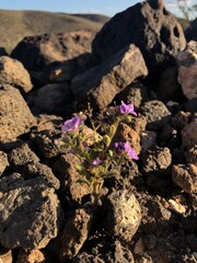 rocks and flowers