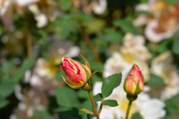 Rose branch with lower buds - Latin name - Rosa Claus Groth