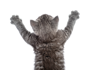 British Shorthair Kitten in Playful Arch Pose, Looking Up, Transparent Background PNG
