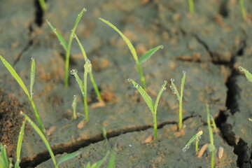 Effect of climate change , Rice field drying out due to water shortage