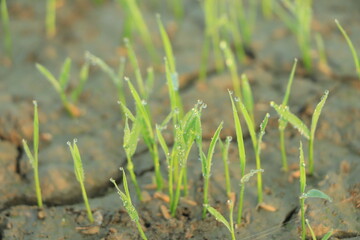Effect of climate change , Rice field drying out due to water shortage