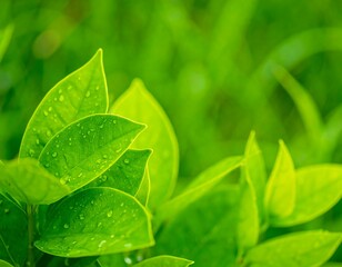 Close-up of vibrant green leaves (2)