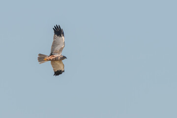 Male marsh harrier (Circus aeruginosus) in flight, Angus, Scotland. 