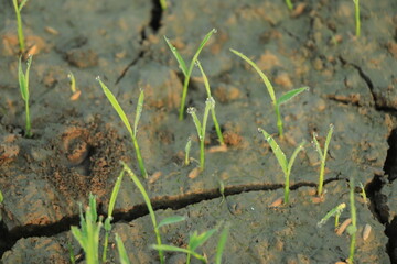 Effect of climate change , Rice field drying out due to water shortage