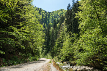 Valsan Gorges, Romania.
