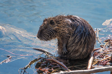 Nutria am Fluß putzt sich das Fell in der Sonne