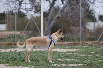 Mixed-breed dog playing in the field.
