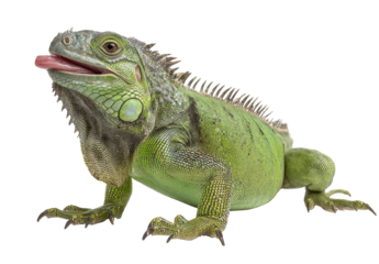 Green iguana, open mouth, side view