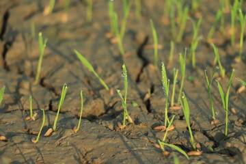 Global warming concept, Dry crack at rice field , Field drying out due to global warming.