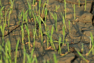 Global warming concept, Dry crack at rice field , Field drying out due to global warming.