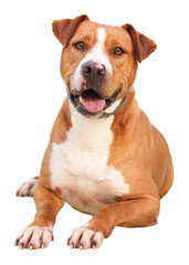 Lying dog on transparent background