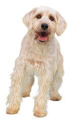 Cute white dog on transparent background