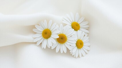 Obraz premium daisy on a white background