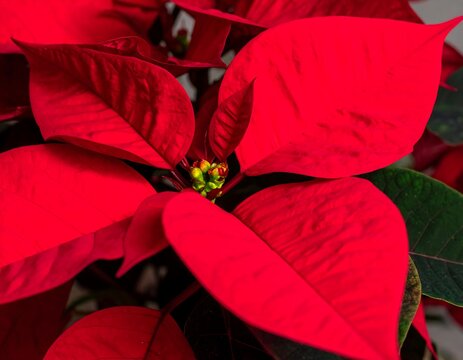 Close-up of vibrant red poinsettia - Powered by Adobe