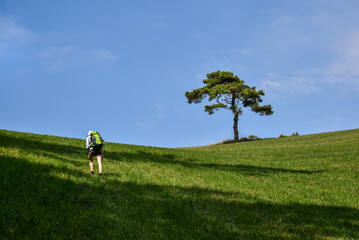 A lone hiker with a bright green backpack climbs a sunlit grassy hill toward a solitary pine tree under a clear blue sky.