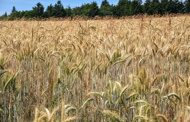A dense field of ripening grain sways gently in the summer breeze under clear skies