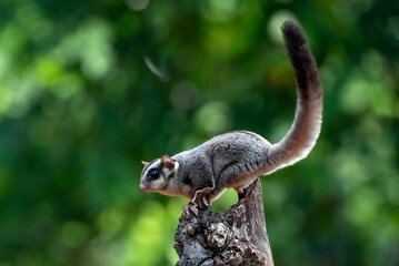 sugar glider, squirrel, flying squirrel, photo of a sugar glider in a tree
