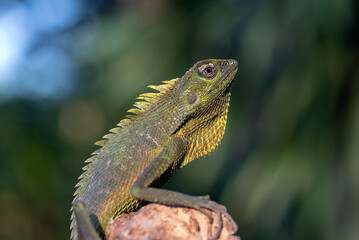 Bright green anole lizard with red dewlap perched on tree log ,Garden lizard