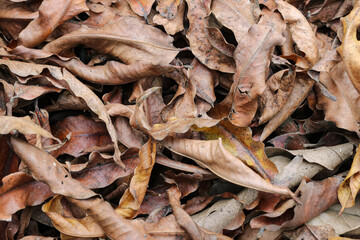 A pile of many dry brown leaves on flat ground in a pinnate shape, the photo was taken from a close distance with a flat lay angle