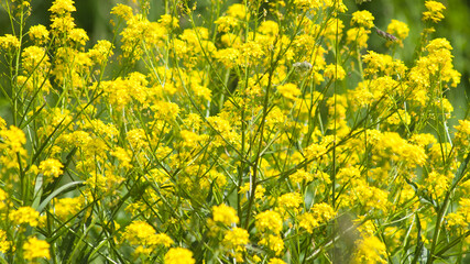 yellow green background, photo yellow meadow grass in summer against green grass background