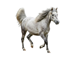 Obraz premium A majestic arabian horse with a flowing mane and tail, captured in motion, isolated on transparent background, embodying grace, power, and endurance