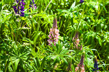 pink meadow flowers close-up on green background