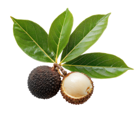 Close-up of two dark-brown, bumpy fruits with a creamy-white interior.  Fresh green leaves radiate from a central point