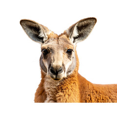 Obraz premium A detailed portrait of a red kangaroo facing forward, showcasing rich fur texture and alert expression, set against a solid black background for strong contrast, isolated cutout style