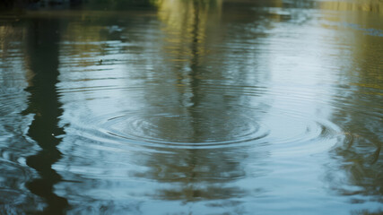 Fototapeta premium Ripples on a Calm Water Surface Caused by a Falling Object