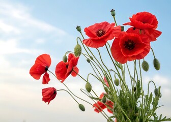 Obraz premium white and Bouquet of vibrant red poppies isolated on white and sky blue background