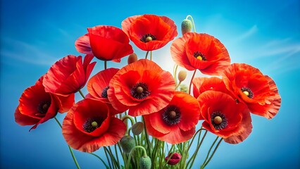 Obraz premium white and Bouquet of vibrant red poppies isolated on white and sky blue background