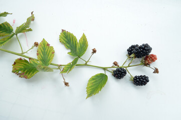 ripening blackberries on the vine against white background, flat lay, top down,  high contrast, detailed, copy space, social media, branding © SLV