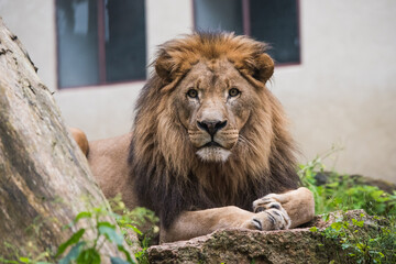 Fototapeta premium Male lion resting full body facing forward