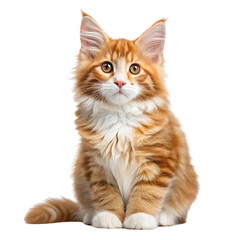 Obraz premium cat isolated on white