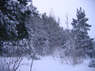 snow covered trees