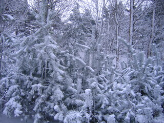 snow covered pine trees