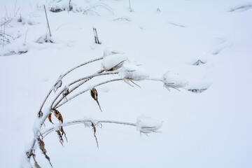 Snow-covered plant after heavy snowfall