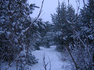 snow covered trees in winter