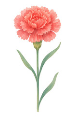 Carnation Flower in Watercolor style on transparent background. Plant, floral