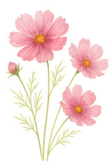 Watercolor Cosmos Flower on transparent background. Plant, floral