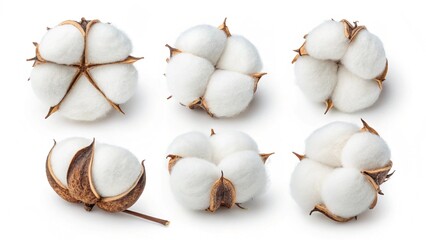 Cotton flower photograph on a white background