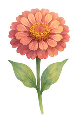 Zinnia Flower in Watercolor style on transparent background. Plant, floral